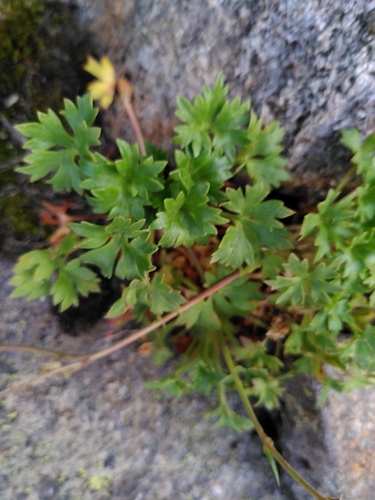 Image of Saxifraga geranioides by (c) Yves Bas, some rights reserved (CC BY)