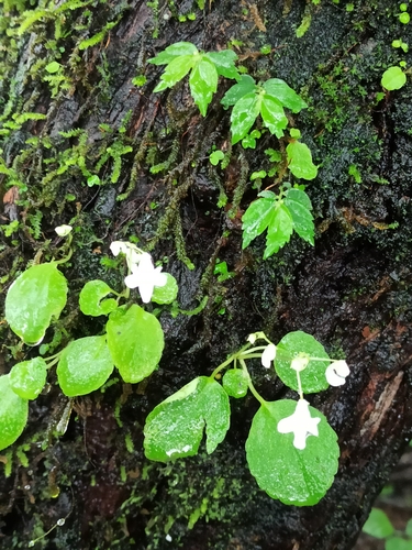 Image of Impatiens dendricola by (c) Sindhu Haridas, some rights reserved (CC BY)