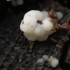 Naematelia encephala