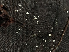 Naematelia encephala