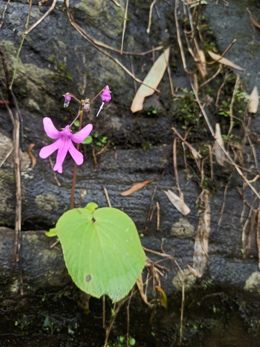 Image of Impatiens scapiflora by (c) Sindhu Haridas, some rights reserved (CC BY)
