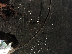 Naematelia encephala