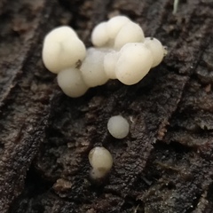 Naematelia encephala