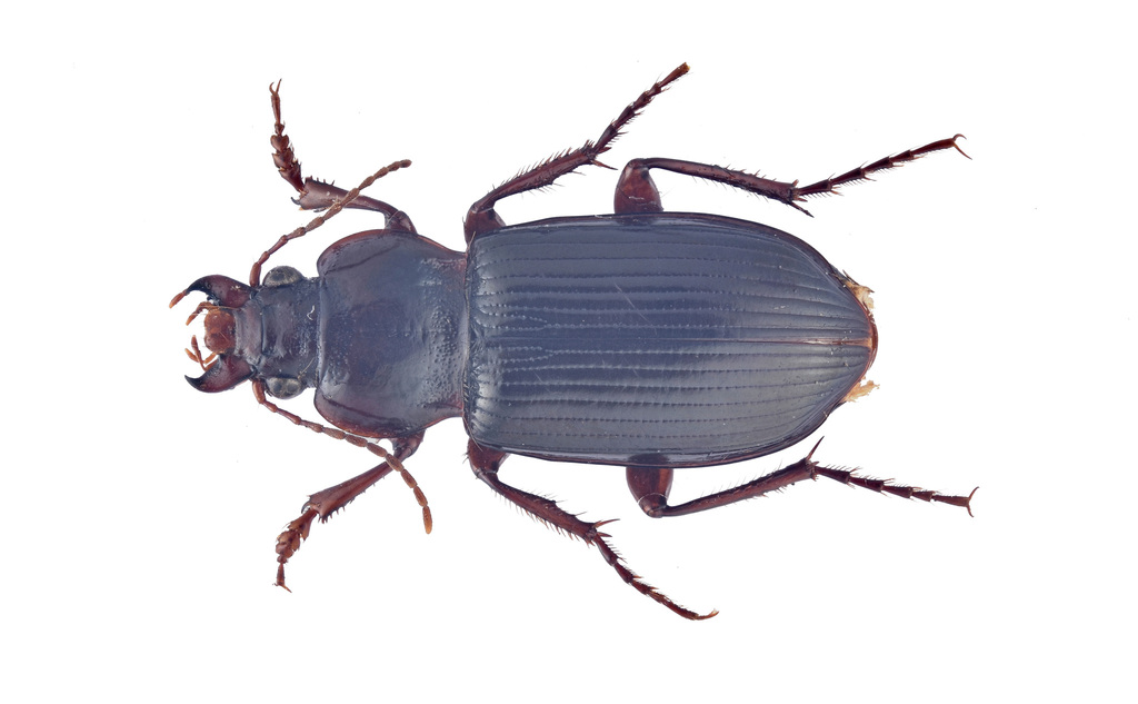 Amara daurica