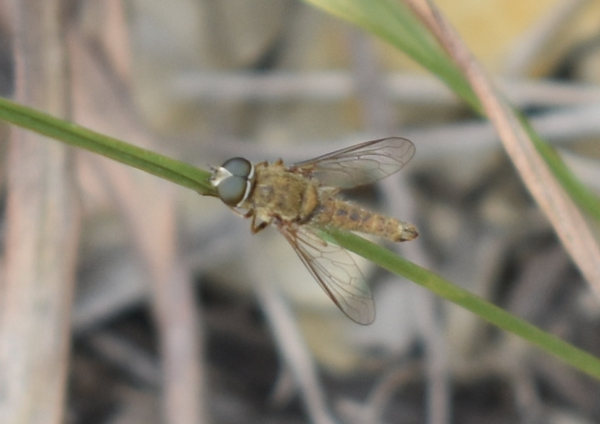 Aphoebantus cervinus