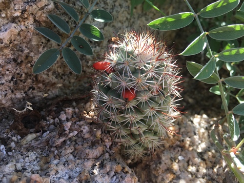 Schummann's Nipple Cactus
