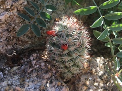 Mammillaria schumannii