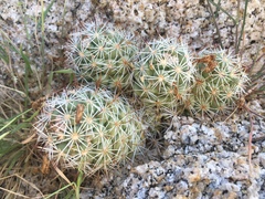 Mammillaria schumannii