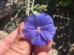 Jacquemontia abutiloides