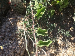 Jacquemontia abutiloides