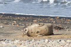 Pagophilus groenlandicus
