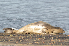 Pagophilus groenlandicus