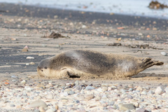 Pagophilus groenlandicus