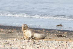 Pagophilus groenlandicus