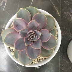 Echeveria gibbiflora × potosina