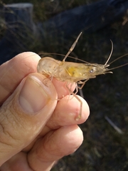 Macrobrachium australiense