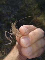 Macrobrachium australiense