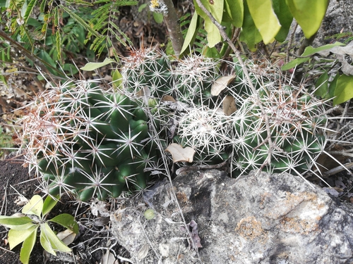 Coryphantha jalpanensis
