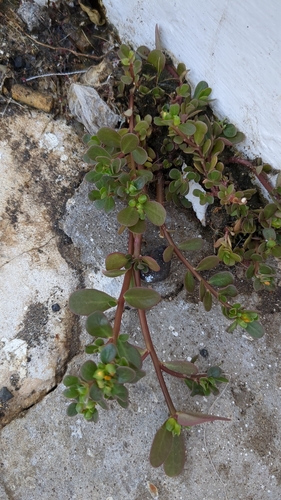 Portulaca oleracea image