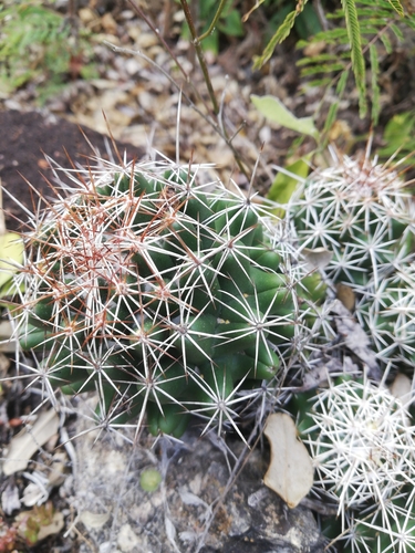 Coryphantha jalpanensis