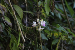 Ramirezella