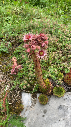 Sempervivum tectorum