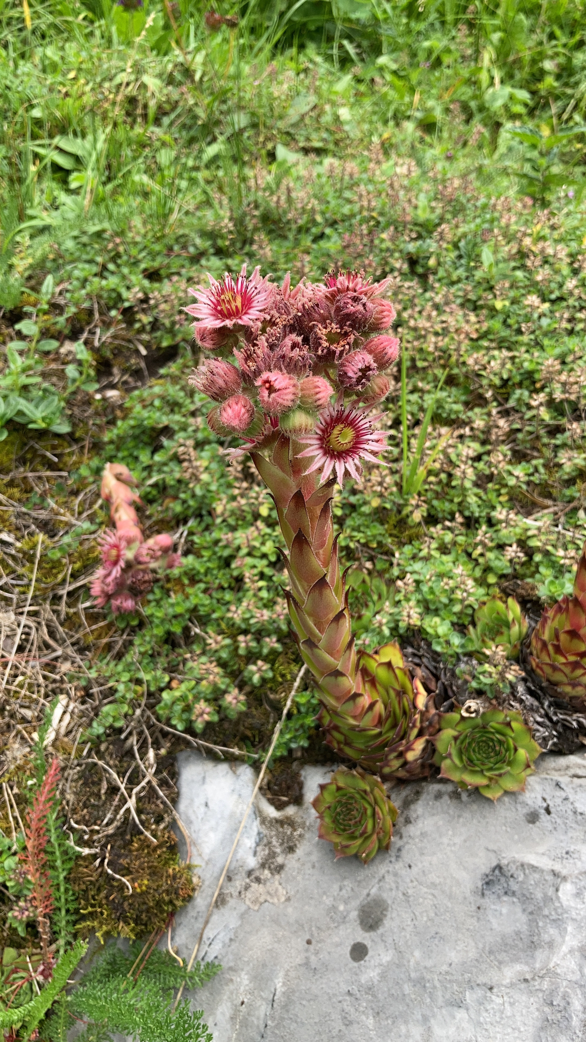 Sempervivum tectorum