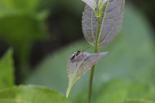 Hypselonotus argutus