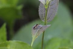 Hypselonotus argutus