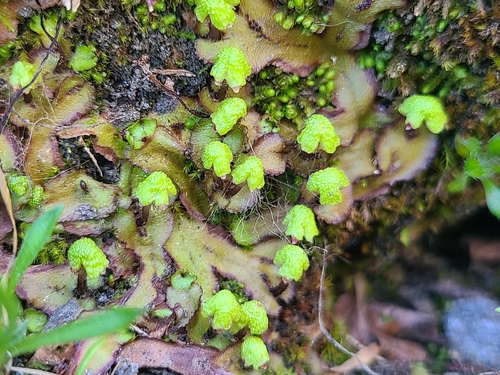 Asterella lindenbergiana