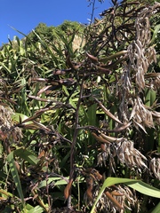 Phormium