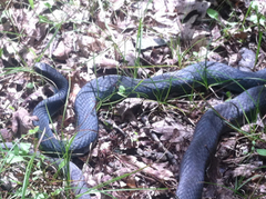 Coluber constrictor foxii