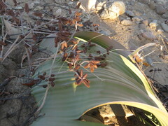 Welwitschia mirabilis image