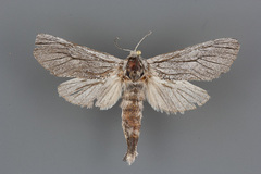 Inguromorpha itzalana