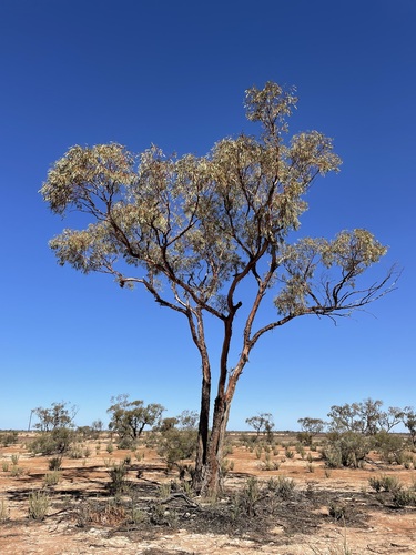 Eucalyptus striaticalyx, 2023-06-24