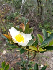 Theaceae