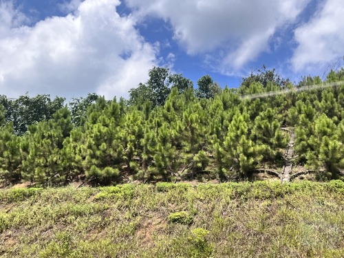 Masson's pine