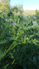 Hydrophylloideae