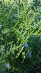Hydrophylloideae