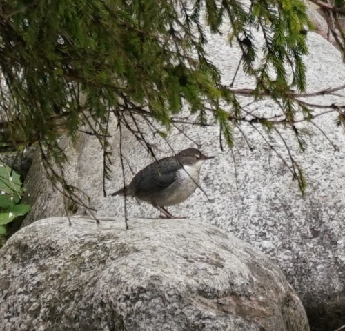 Vodenkos (Cinclus cinclus)