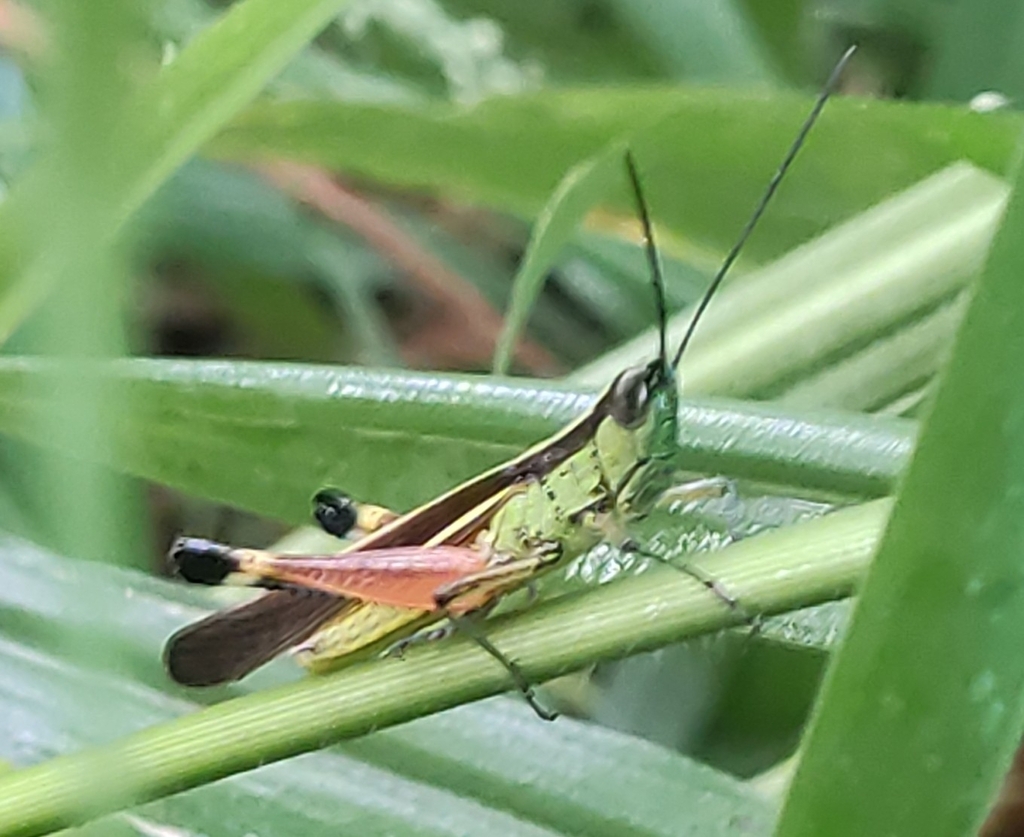 Ceracris striata