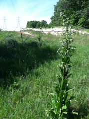 Frasera caroliniensis