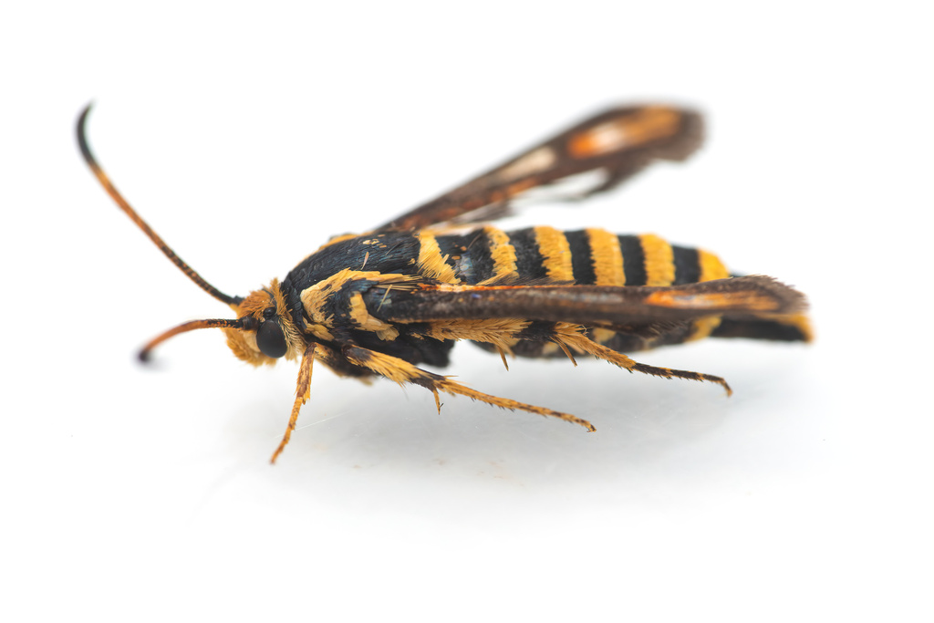 Bembecia psoraleae