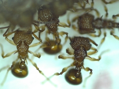 Acanthomyrmex crassispinus