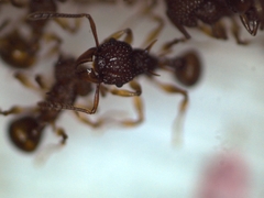 Acanthomyrmex crassispinus