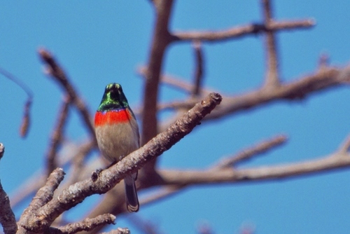 Eastern Miombo Sunbird (Cinnyris manoensis), photo 9