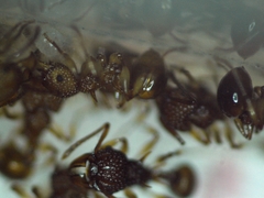 Acanthomyrmex crassispinus