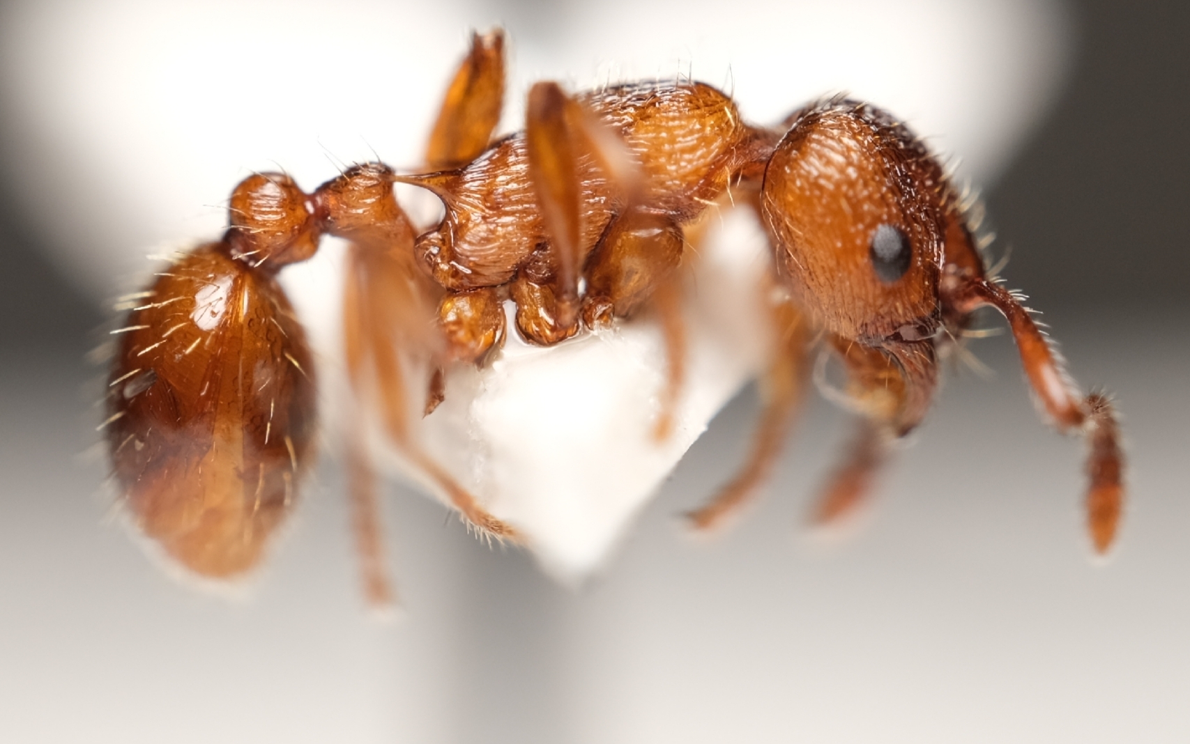 Myrmica vandeli
