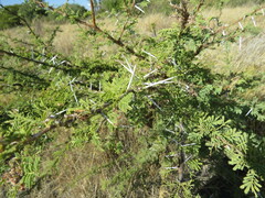 Acacia tortilis image