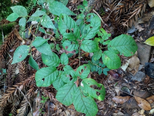 Handroanthus chrysotrichus